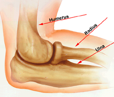 Elbow Anatomy Diagram